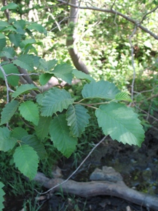 Betula occidentalis